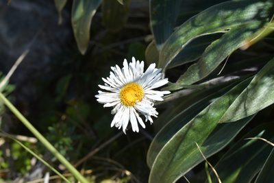 Celmisia verbascifolia, photographed by Christopher Stephens