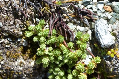 Kelleria paludosa, photographed by Christopher Stephens