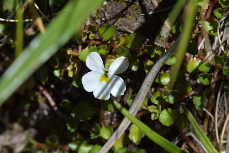 Lobelia glaberrima, photographed by Christopher Stephens