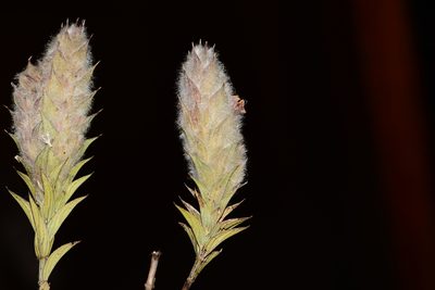Lepidagathis clavata, photographed by S.MORE