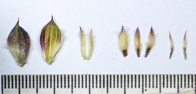 Lepidagathis clavata, photographed by S.MORE