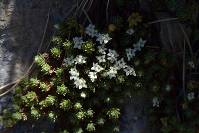 Kelleria croizatii, photographed by Christopher Stephens