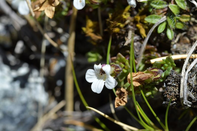 Euphrasia petriei, photographed by Christopher Stephens