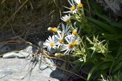 Dolichoglottis scorzoneroides, photographed by Christopher Stephens