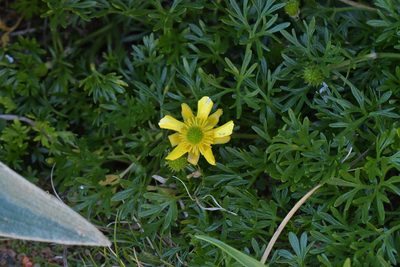 Ranunculus sericophyllus, photographed by Christopher Stephens