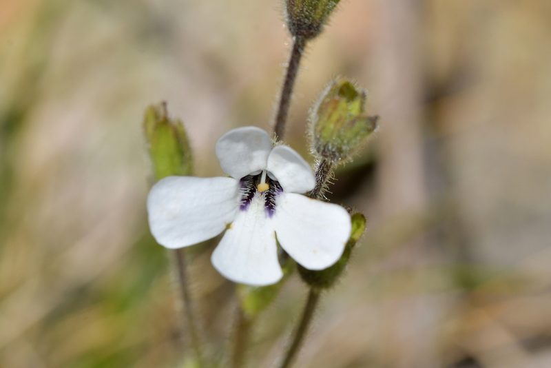 Ourisia remotifolia, photographed by Christopher Stephens