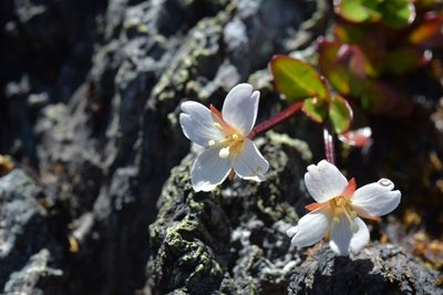 Epilobium glabellum, photographed by Christopher Stephens