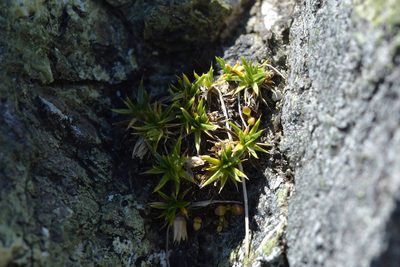 Colobanthus buchananii, photographed by Christopher Stephens