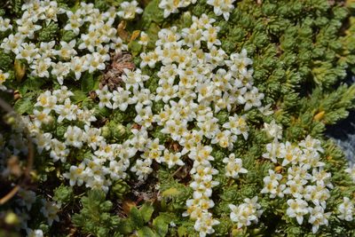 Kelleria croizatii, photographed by Christopher Stephens