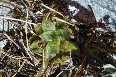 Plantago lanigera, photographed by Christopher Stephens