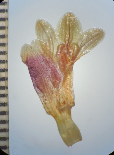 Lepidagathis clavata, photographed by S.MORE