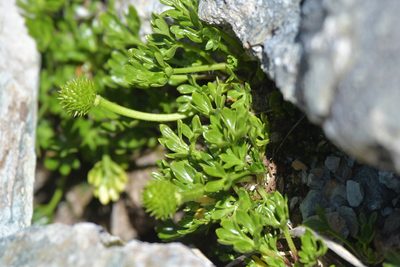 Ranunculus sericophyllus, photographed by Christopher Stephens
