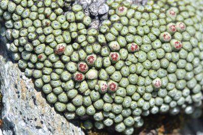 Raoulia buchananii, photographed by Christopher Stephens