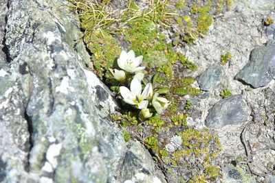 Gentianella bellidifolia, photographed by Christopher Stephens