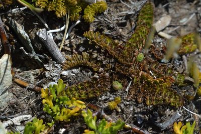 Anisotome flexuosa, photographed by Christopher Stephens