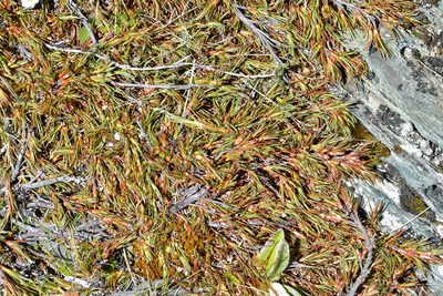 Dracophyllum pronum, photographed by Christopher Stephens