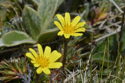Brachyglottis lagopus, photographed by Christopher Stephens