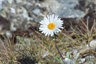 Celmisia durietzii, photographed by Christopher Stephens