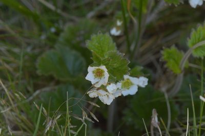Geum cockaynei, photographed by Christopher Stephens