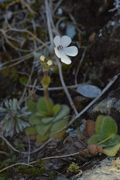 Ourisia remotifolia, photographed by Christopher Stephens