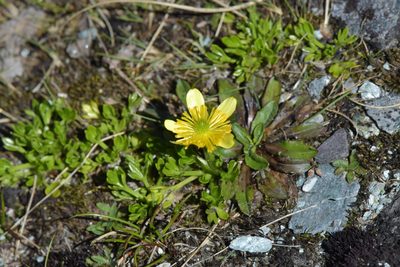 Ranunculus sericophyllus, photographed by Christopher Stephens