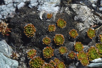 Hectorella caespitosa, photographed by Christopher Stephens