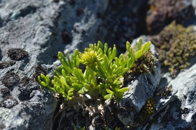Ranunculus sericophyllus, photographed by Christopher Stephens