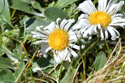 Celmisia durietzii, photographed by Christopher Stephens