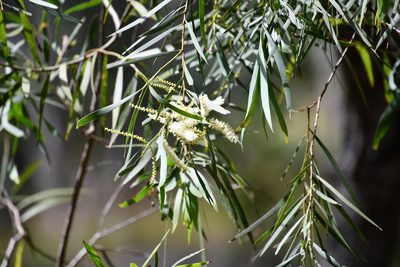 Acacia courtii