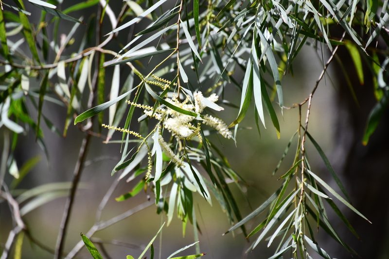 Acacia courtii, photographed by Thomas Mesaglio