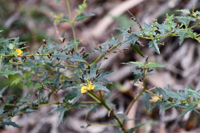 Podolobium ilicifolium, photographed by Thomas Mesaglio