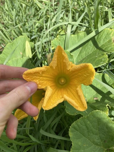 Cucurbita maxima, photographed by Thomas Mesaglio