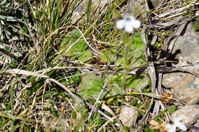 Ourisia remotifolia, photographed by Christopher Stephens