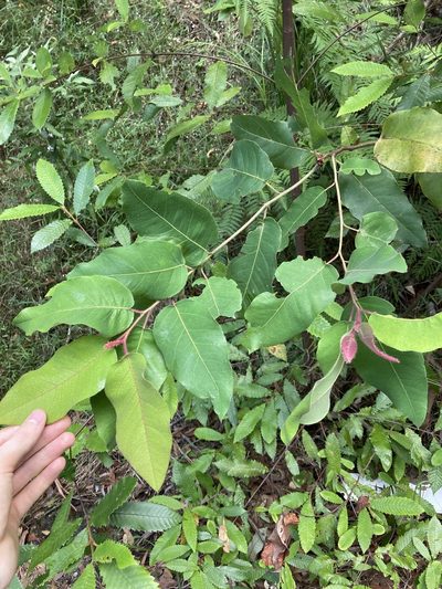 Corymbia torelliana, photographed by Thomas Mesaglio
