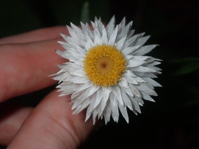 Coronidium elatum, photographed by Thomas Mesaglio