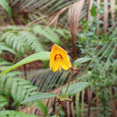 Bossiaea formosa, photographed by ronavery