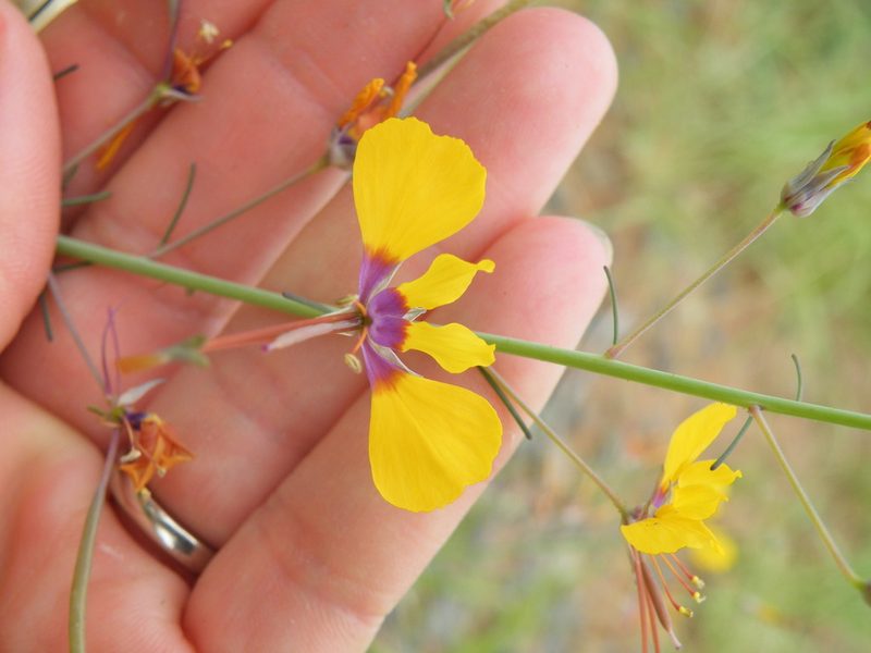 Cleome angustifolia, photographed by Antoinette Eyssell Knox