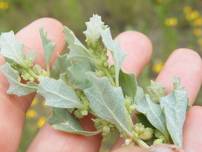 Atriplex suberecta, photographed by Antoinette Eyssell Knox