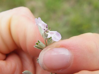 Stachys spathulata, photographed by Antoinette Eyssell Knox