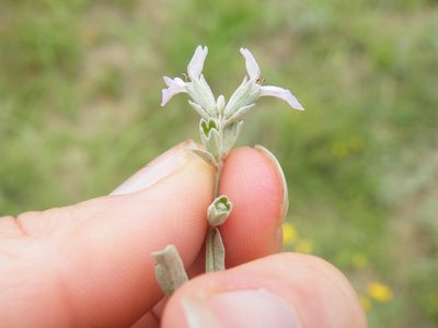 Stachys spathulata, photographed by Antoinette Eyssell Knox