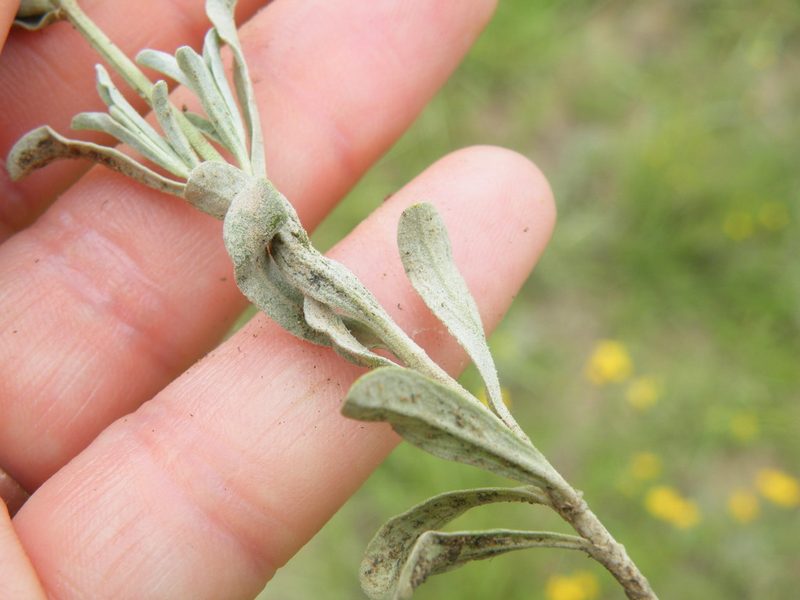 Stachys spathulata, photographed by Antoinette Eyssell Knox
