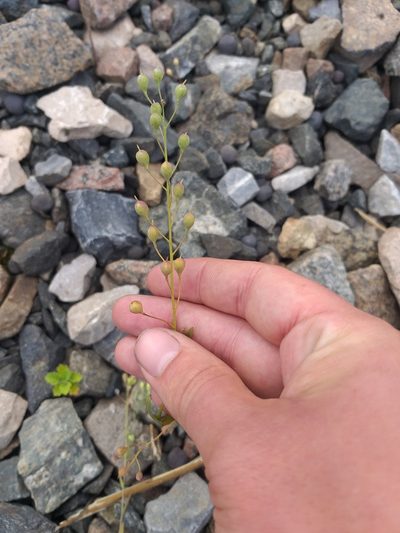 Camelina sativa, photographed by Dmitriy Bochkov