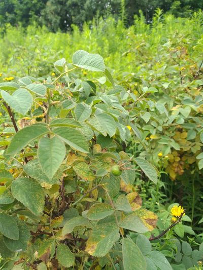 Rosa villosa, photographed by Dmitriy Bochkov