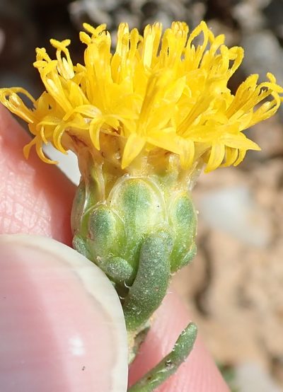 Pteronia villosa, photographed by Peter Warren