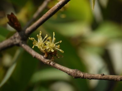 Actinodaphne lanceolata, photographed by Dinesh Valke
