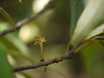 Actinodaphne lanceolata, photographed by Dinesh Valke