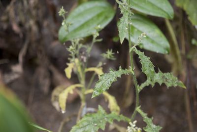 Blumea sinuata, photographed by Licheng Shih