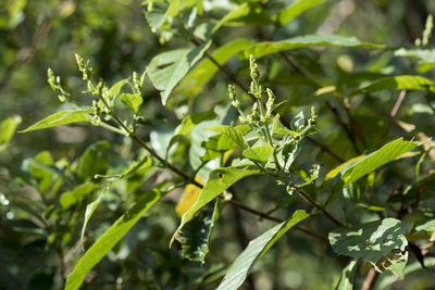 Wendlandia uvariifolia, photographed by Licheng Shih