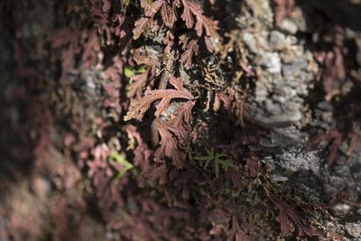 Selaginella repanda, photographed by Licheng Shih