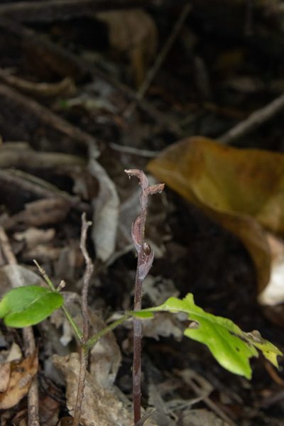 Danhatchia australis, photographed by Hayden Jones